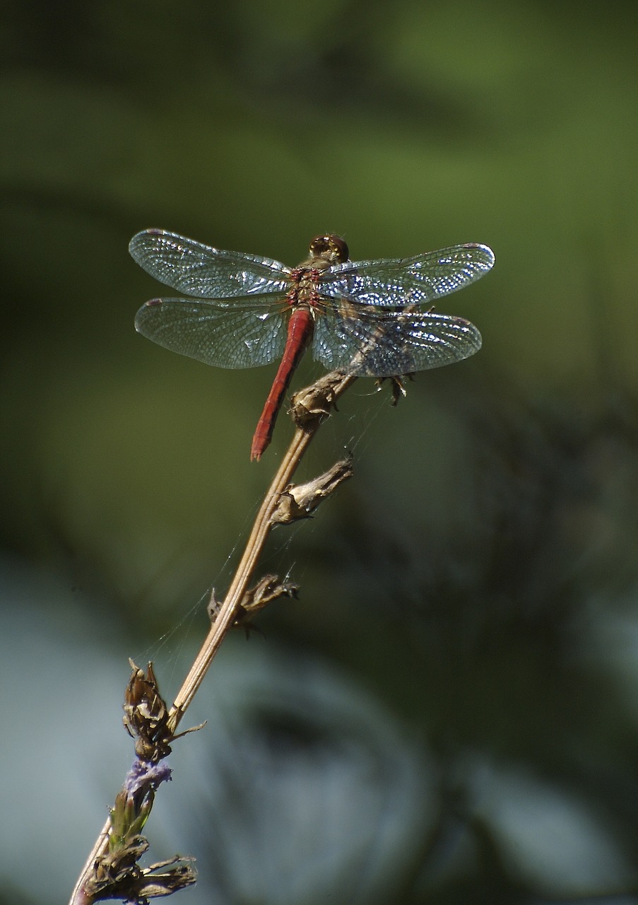 cardinal meadowhawk dragonfly glistening free photo