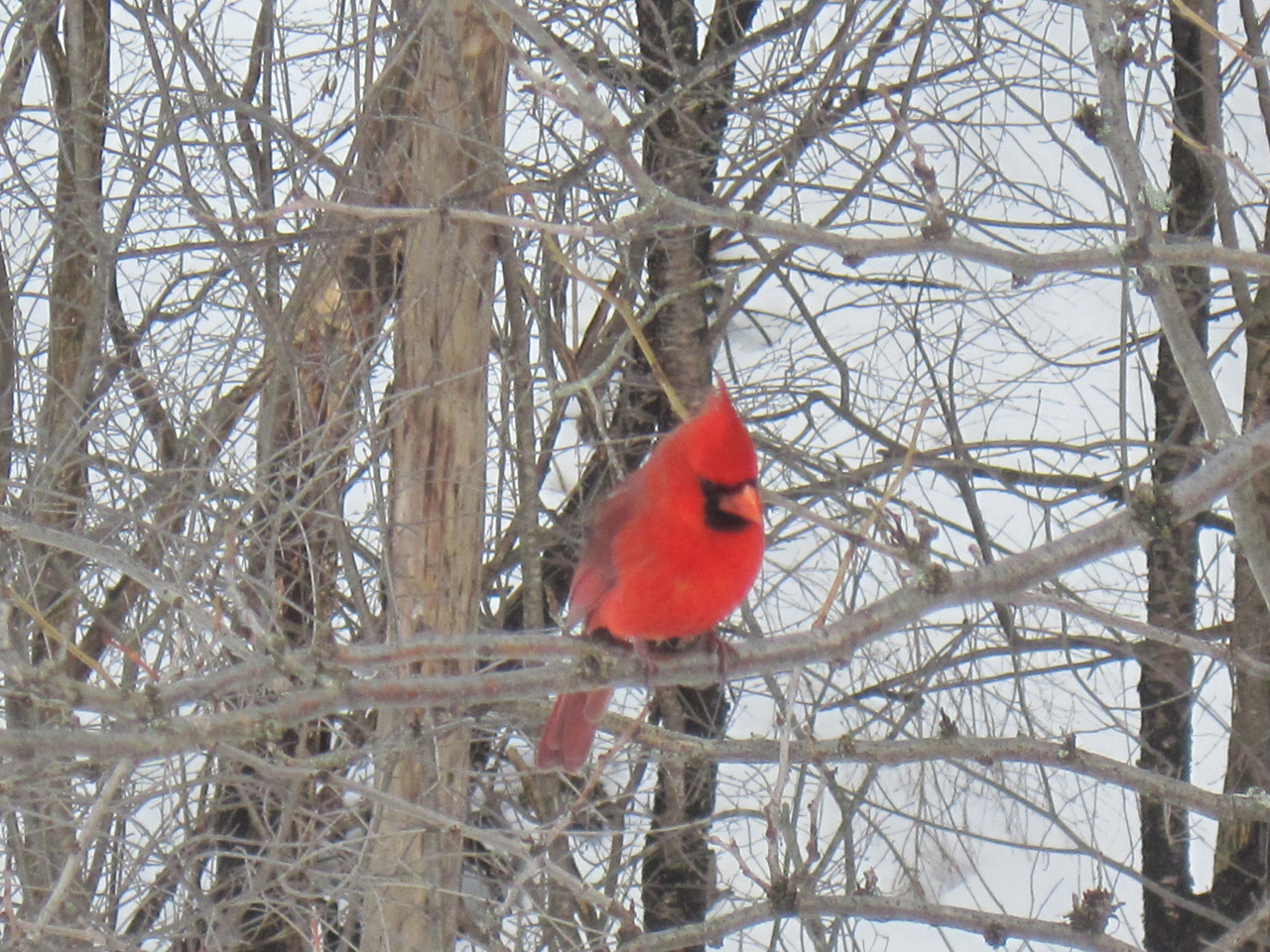 cardinal red cardinal free photo