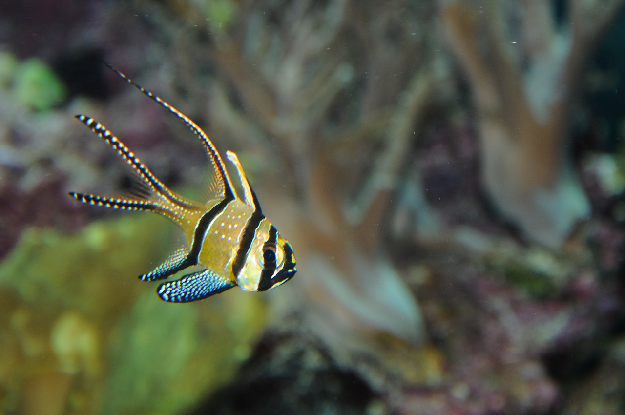 cardinalfish perch aquarium free photo