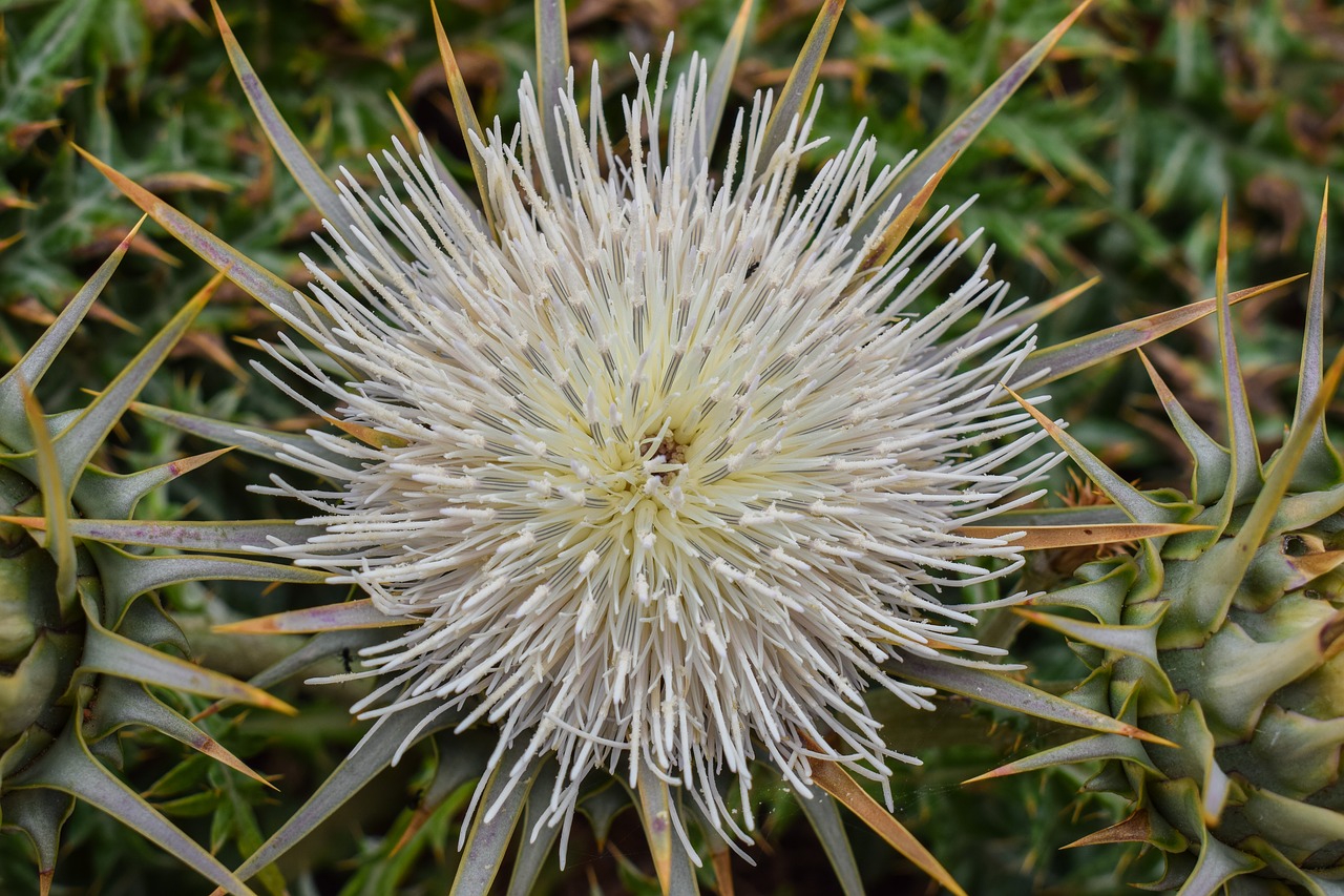 cardoon flower plant free photo