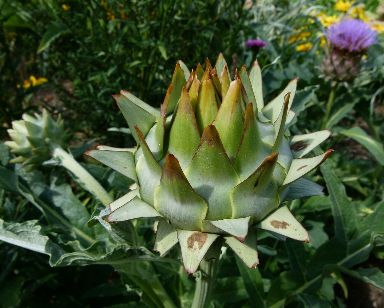 cardunculus scolymus globe artichoke thistle free photo