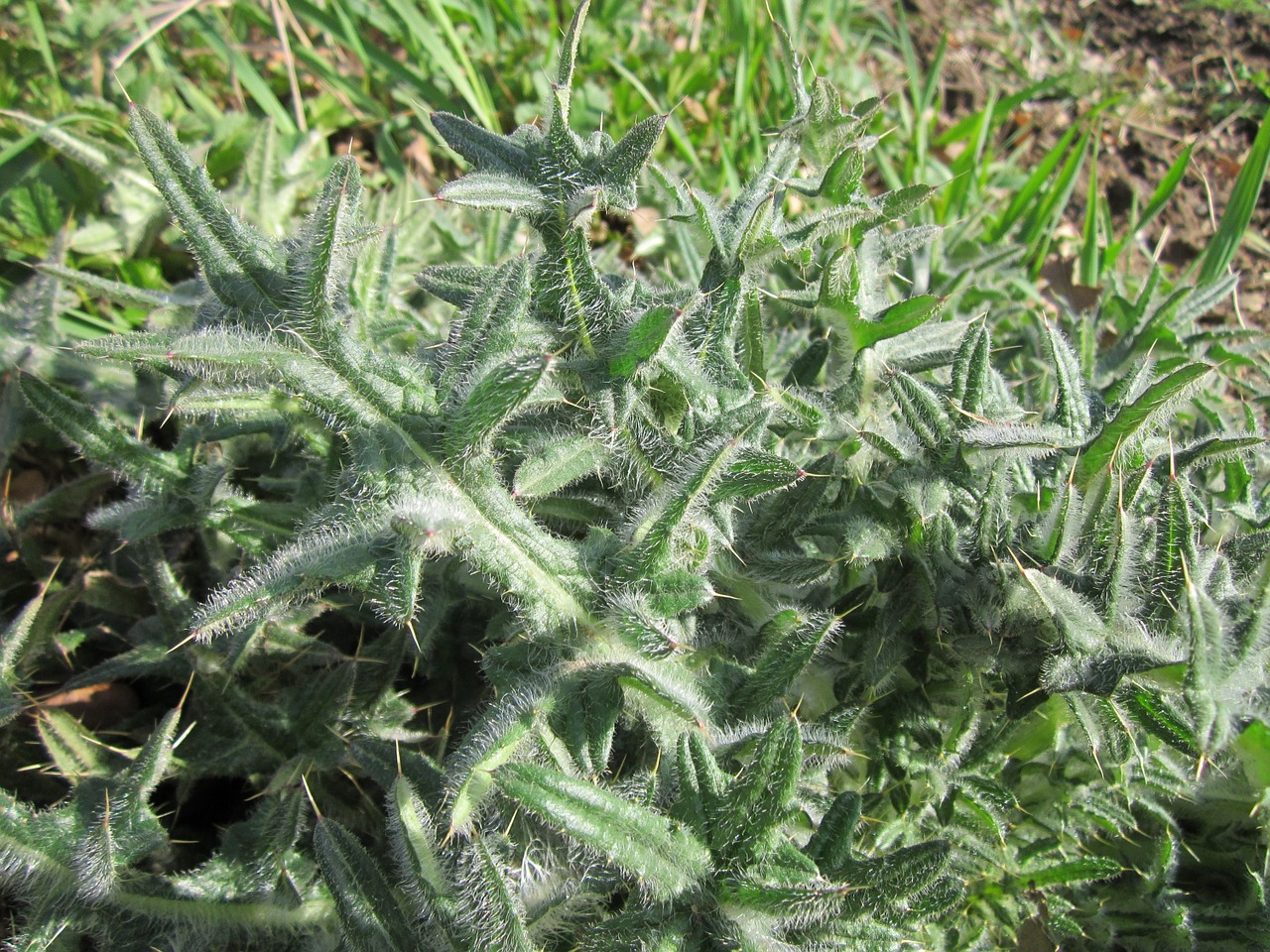 carduus acanthoides spiny plumeless thistle welted thistle free photo