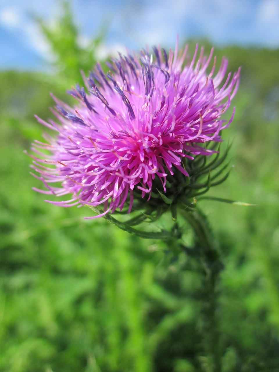 carduus acanthoides spiny plumeless thistle welted thistle free photo