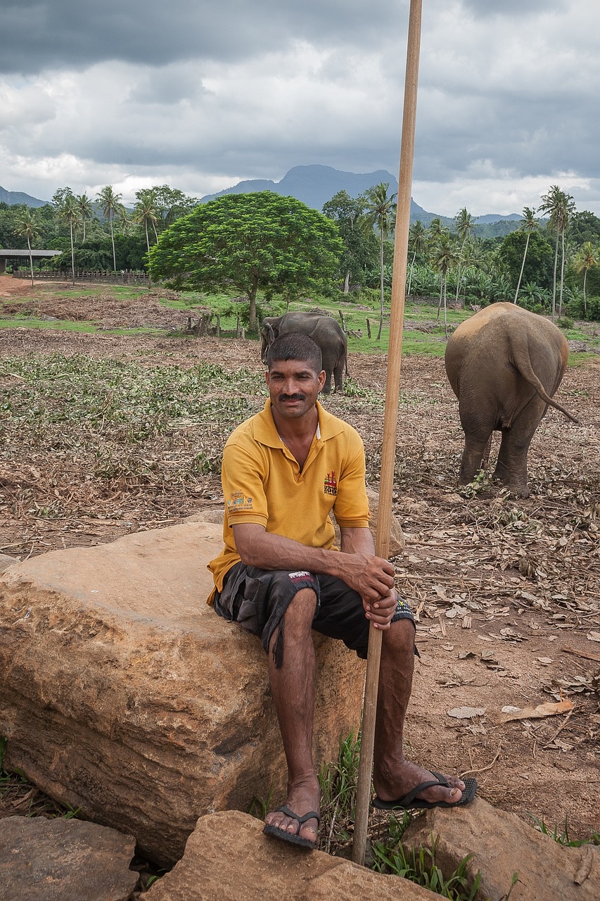 caregiver elephant animal free photo