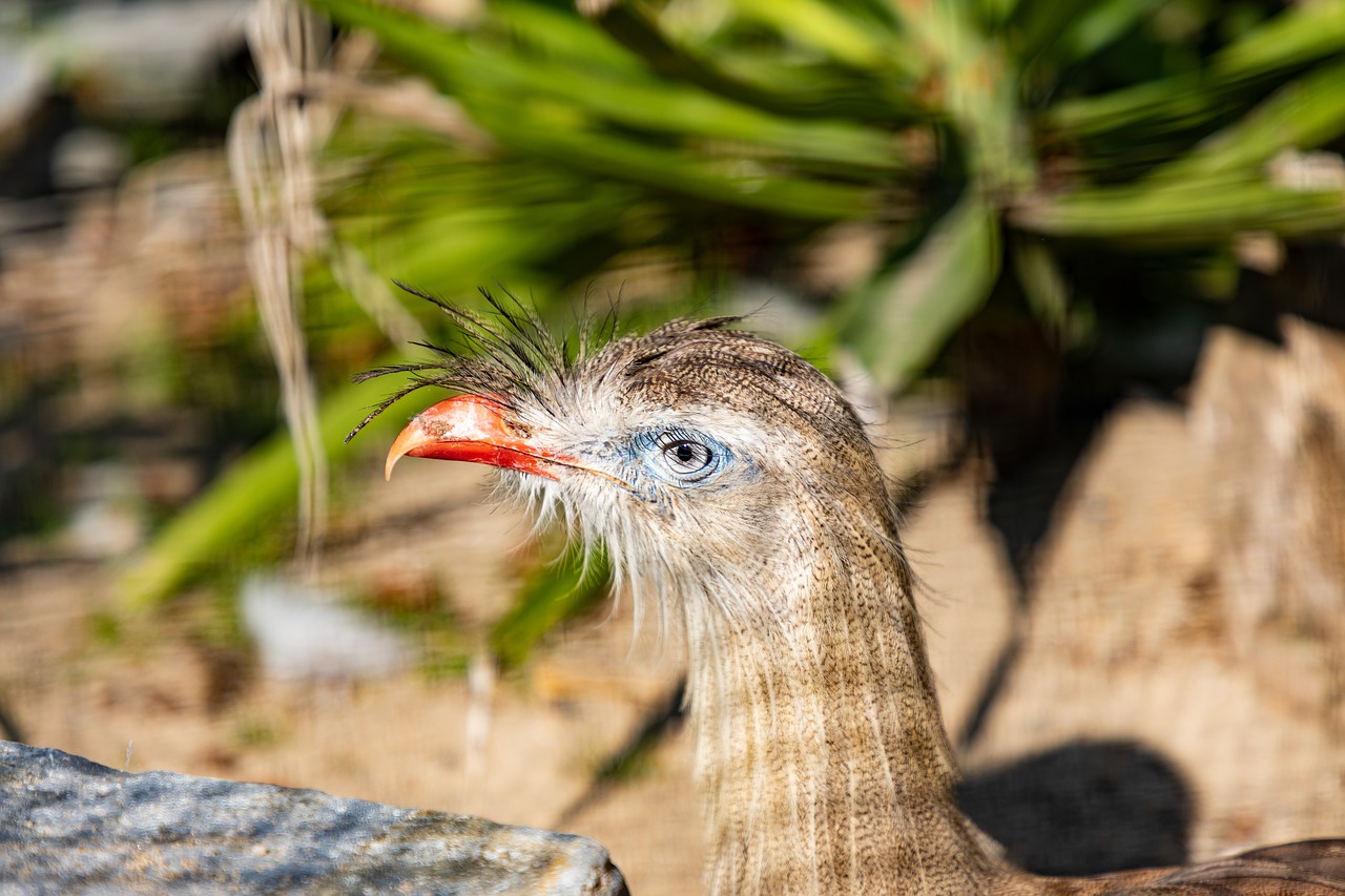 cariama  bird  animal free photo