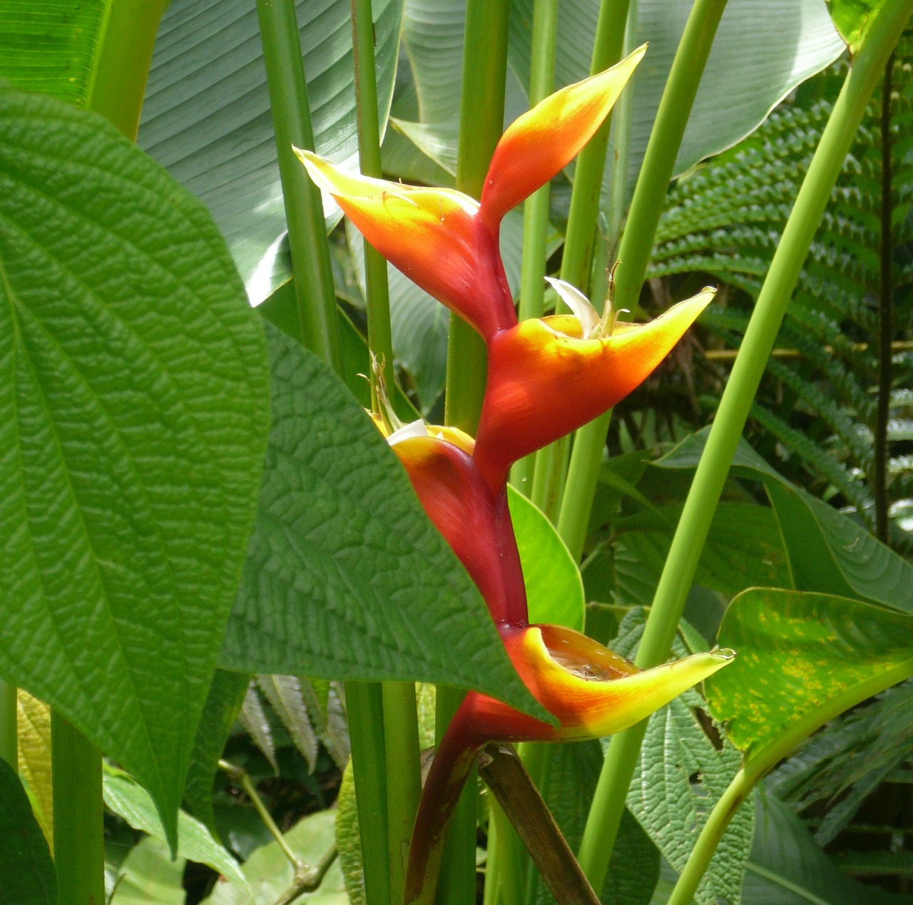 caribbean exotic flower orange free photo