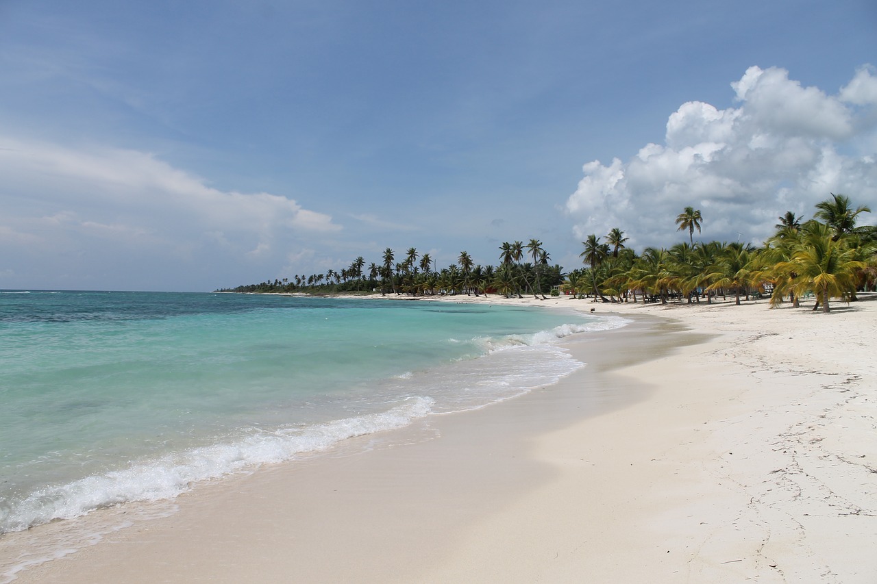 caribbean beach palm trees free photo