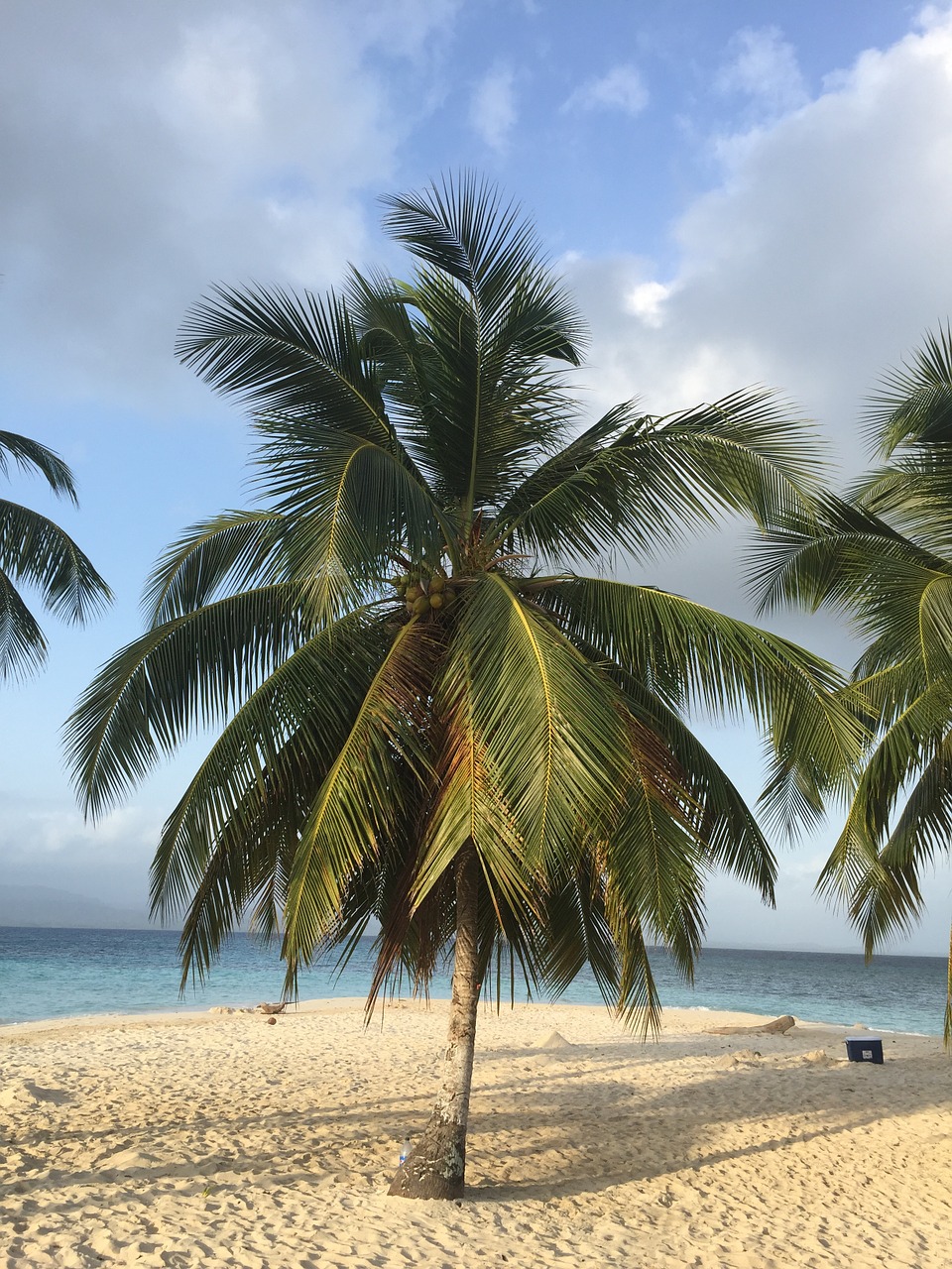 caribbean beach palm free photo