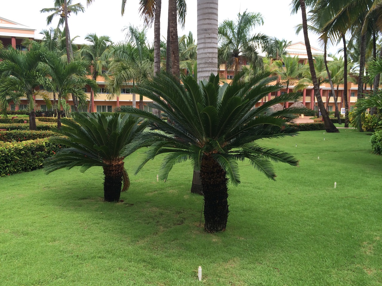 caribbean holiday palm trees free photo