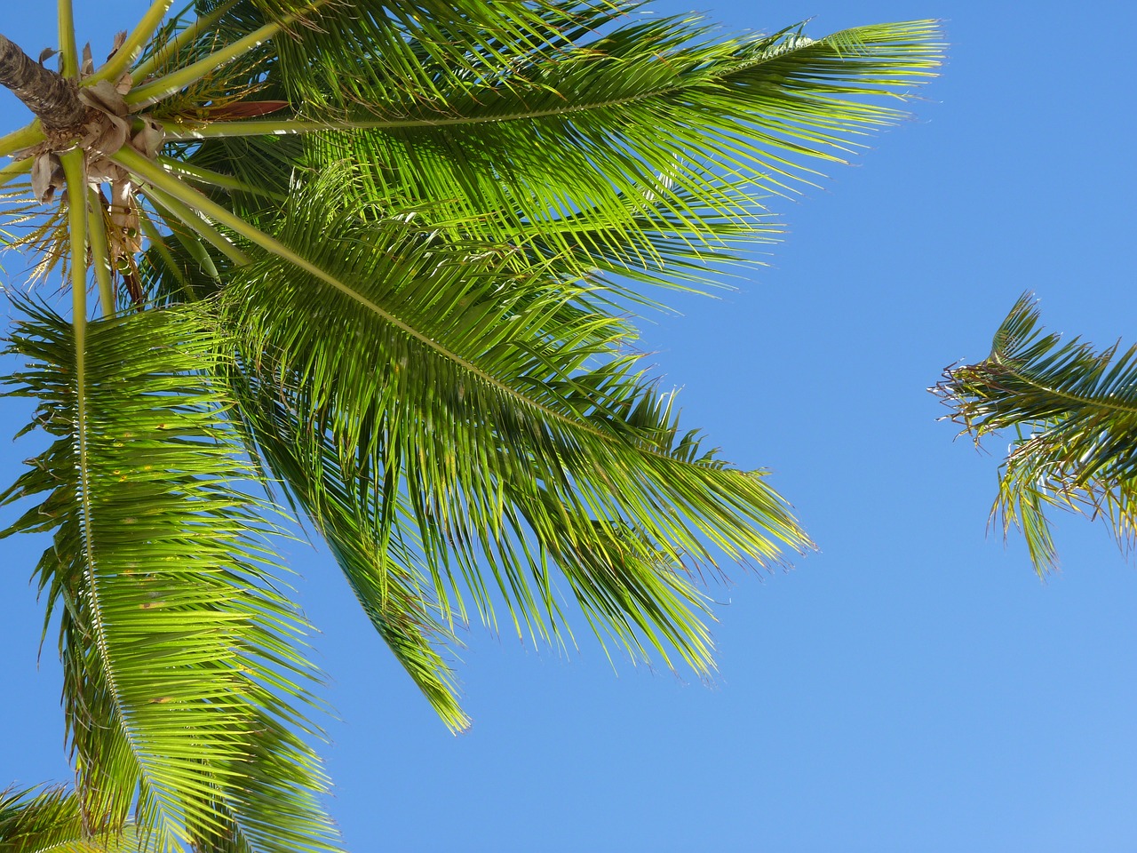 caribbean coconut trees palm free photo
