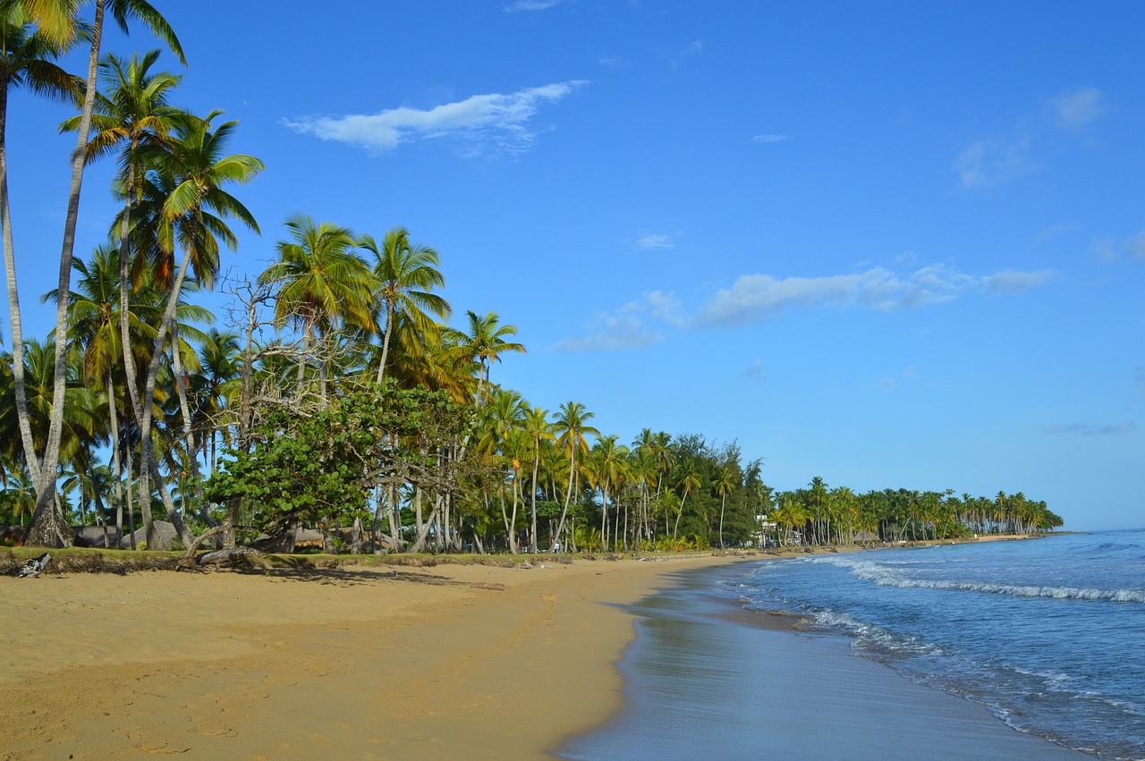 caribbean sea grape beach free photo