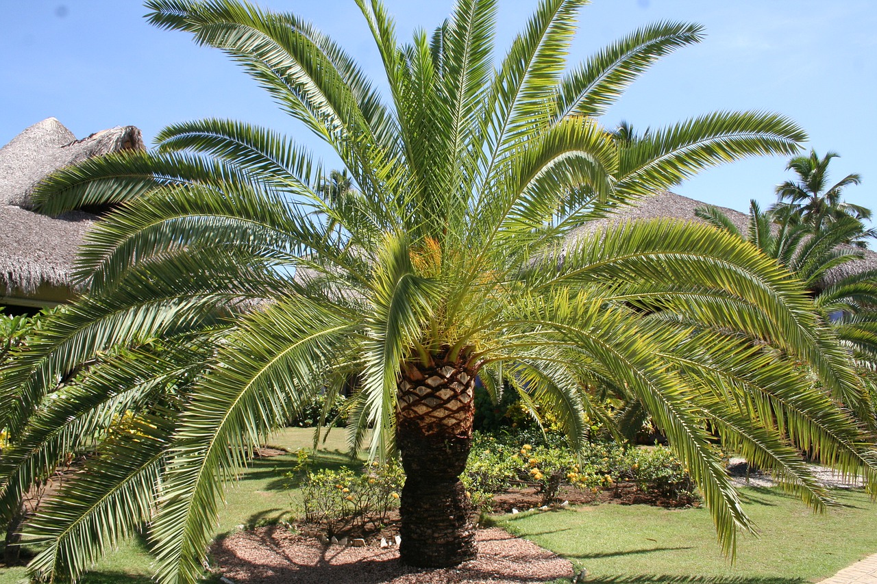 caribbean palm holiday free photo