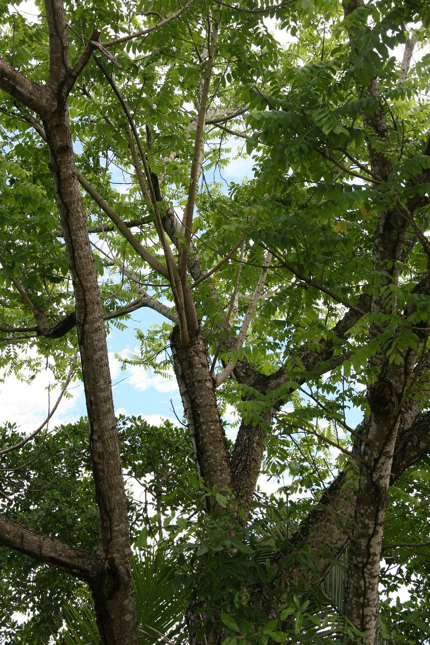 caribbean martinique trees free photo