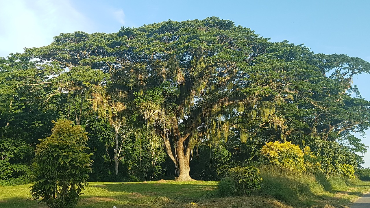 caribbean tree green free photo