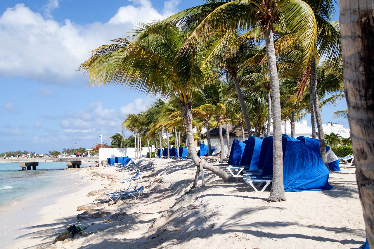 caribbean  beach  palm trees free photo