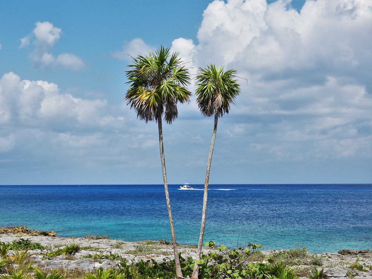 caribbean  palms  cozumel free photo
