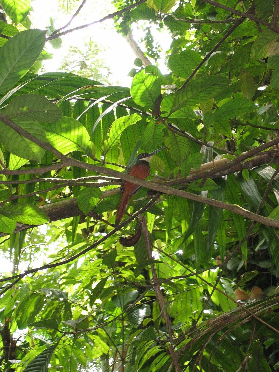 caribbean bird tropical free photo