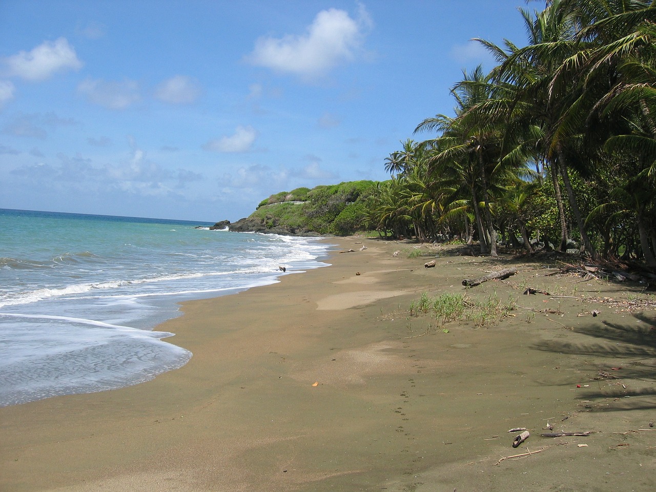 caribbean beach palm trees free photo