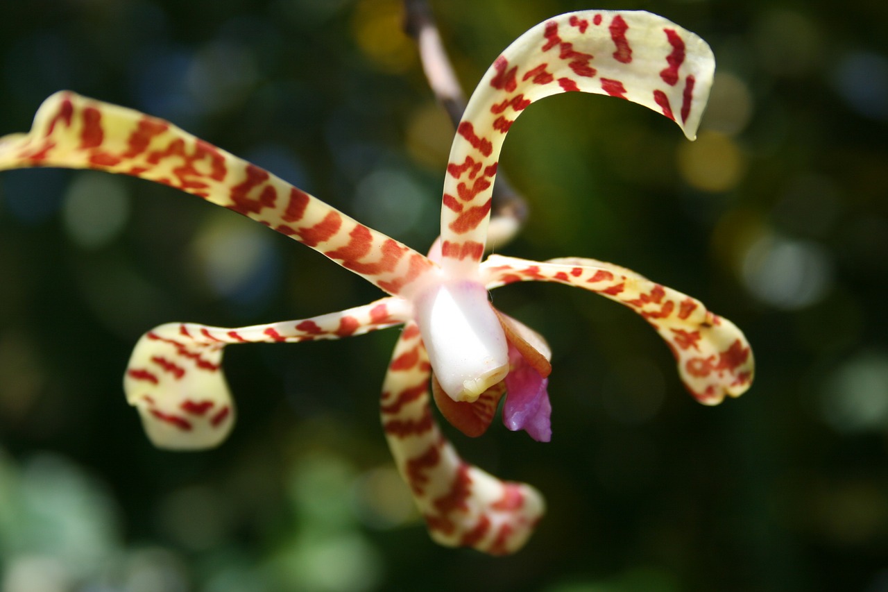 caribbean guadeloupe ste rose free photo