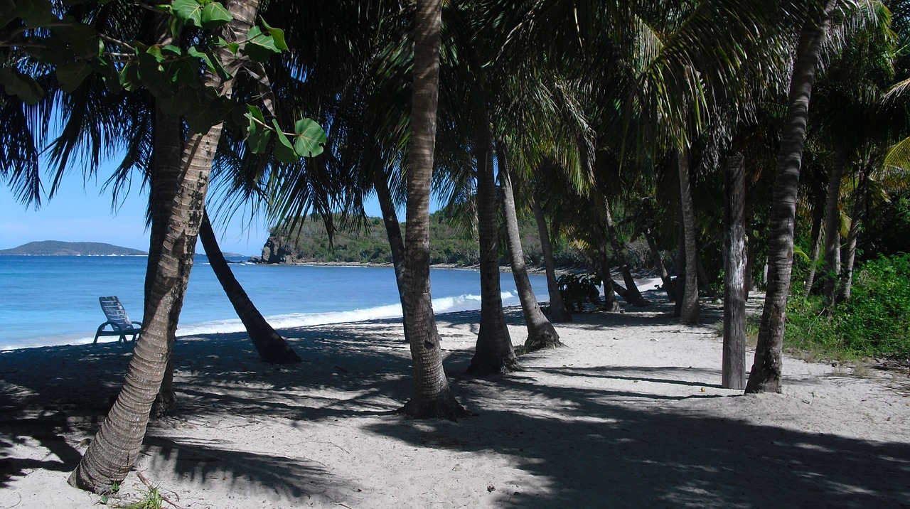 caribbean beach palm trees free photo