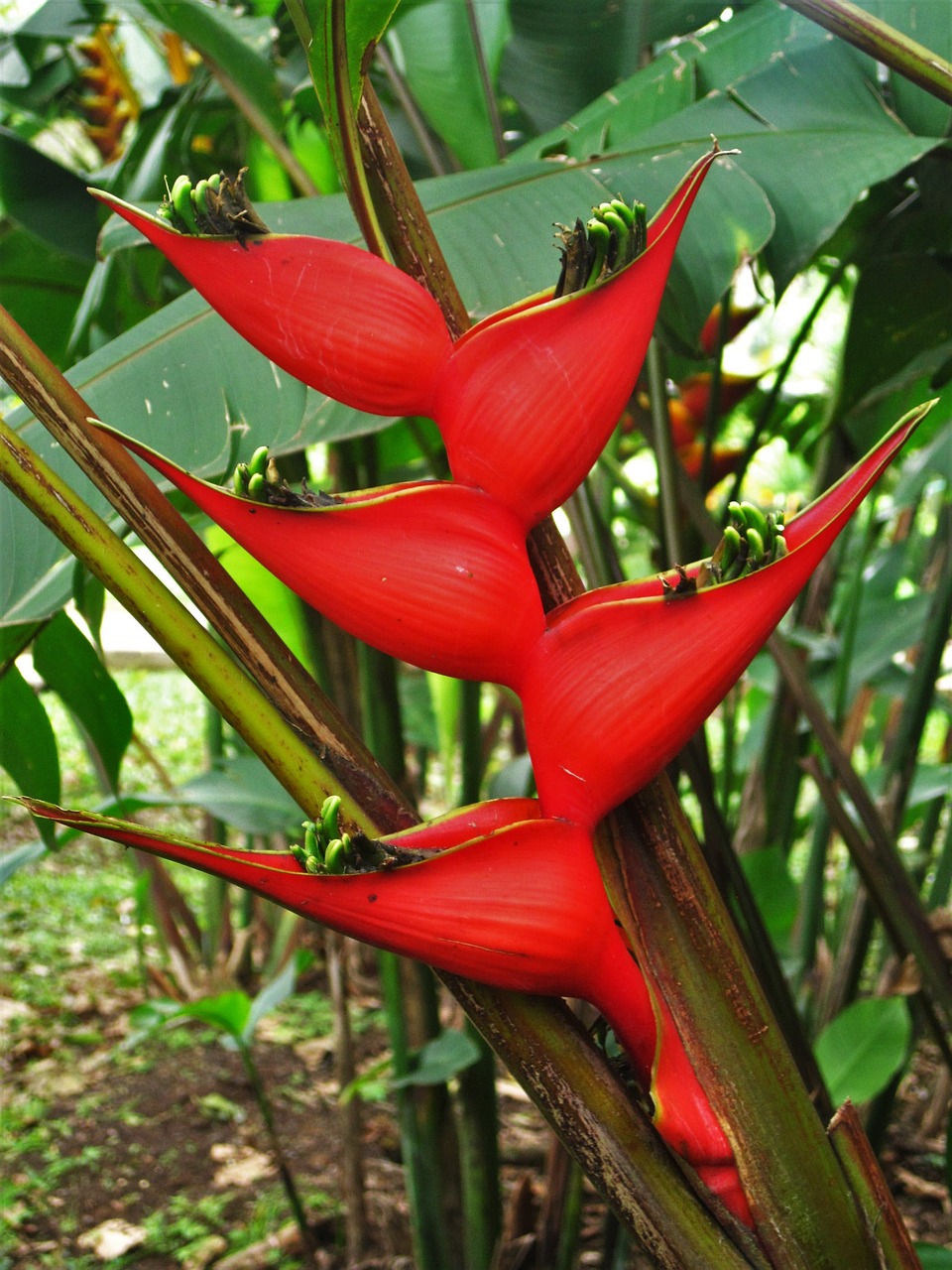 caribbean heliconia red caribbean free photo