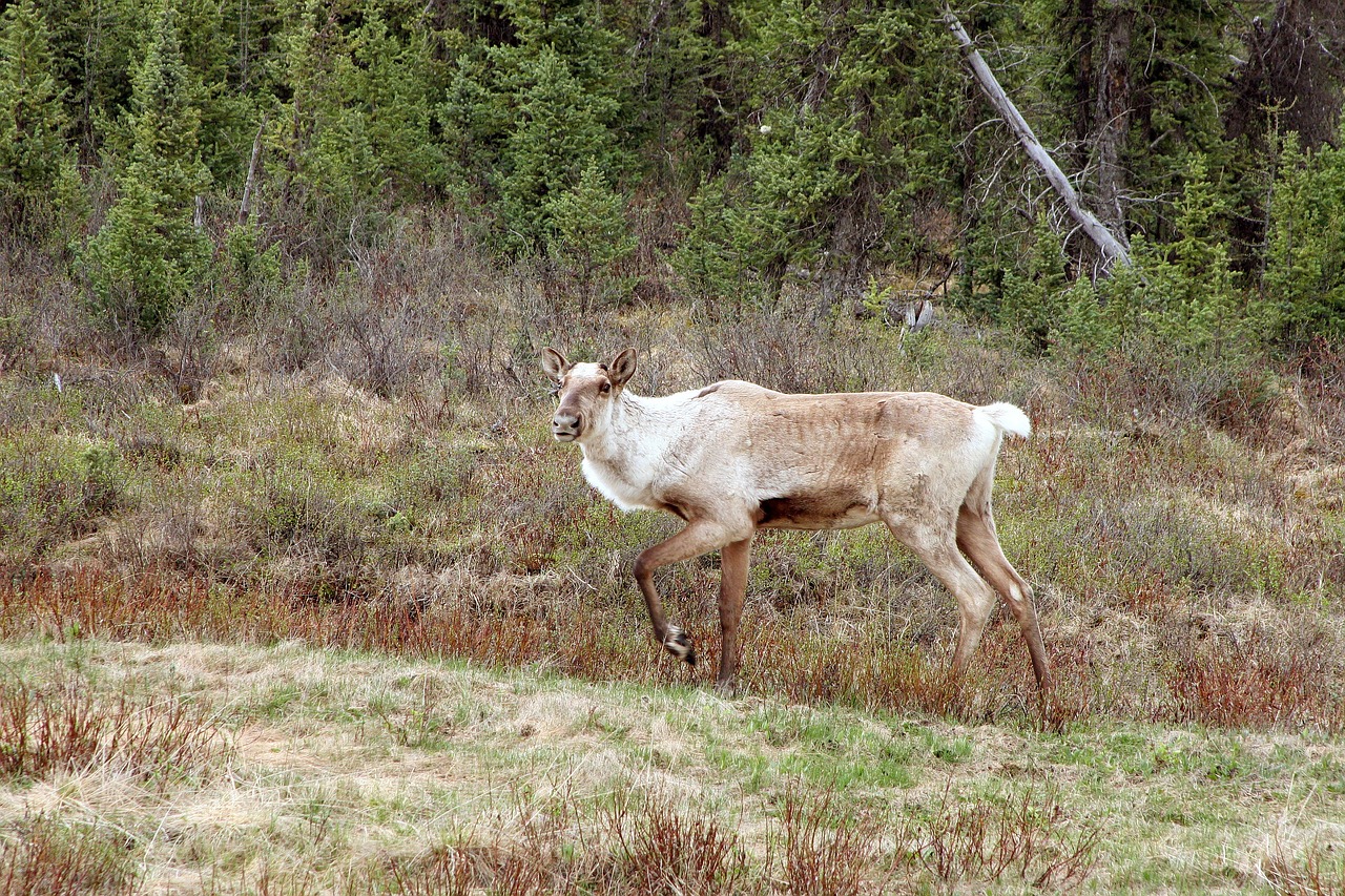 caribou animal nature free photo