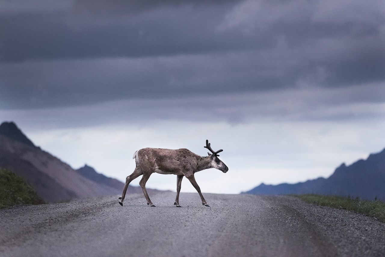 caribou  wildlife  reindeer free photo