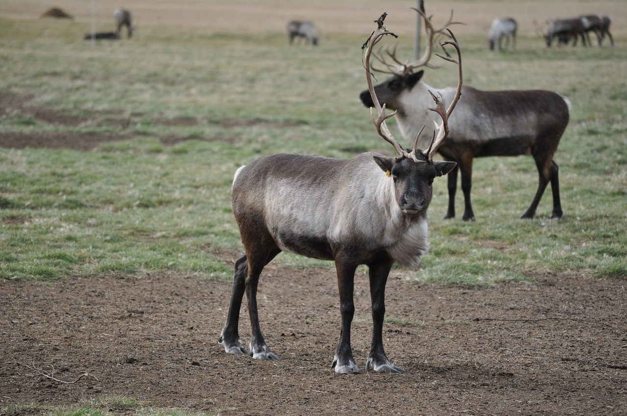 caribou reindeer animals free photo