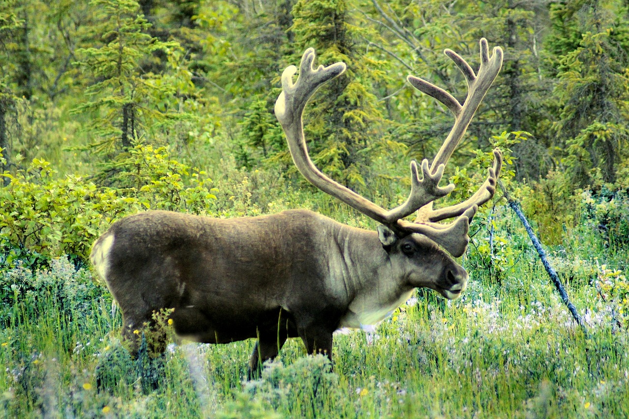 caribou meadow alaska free photo