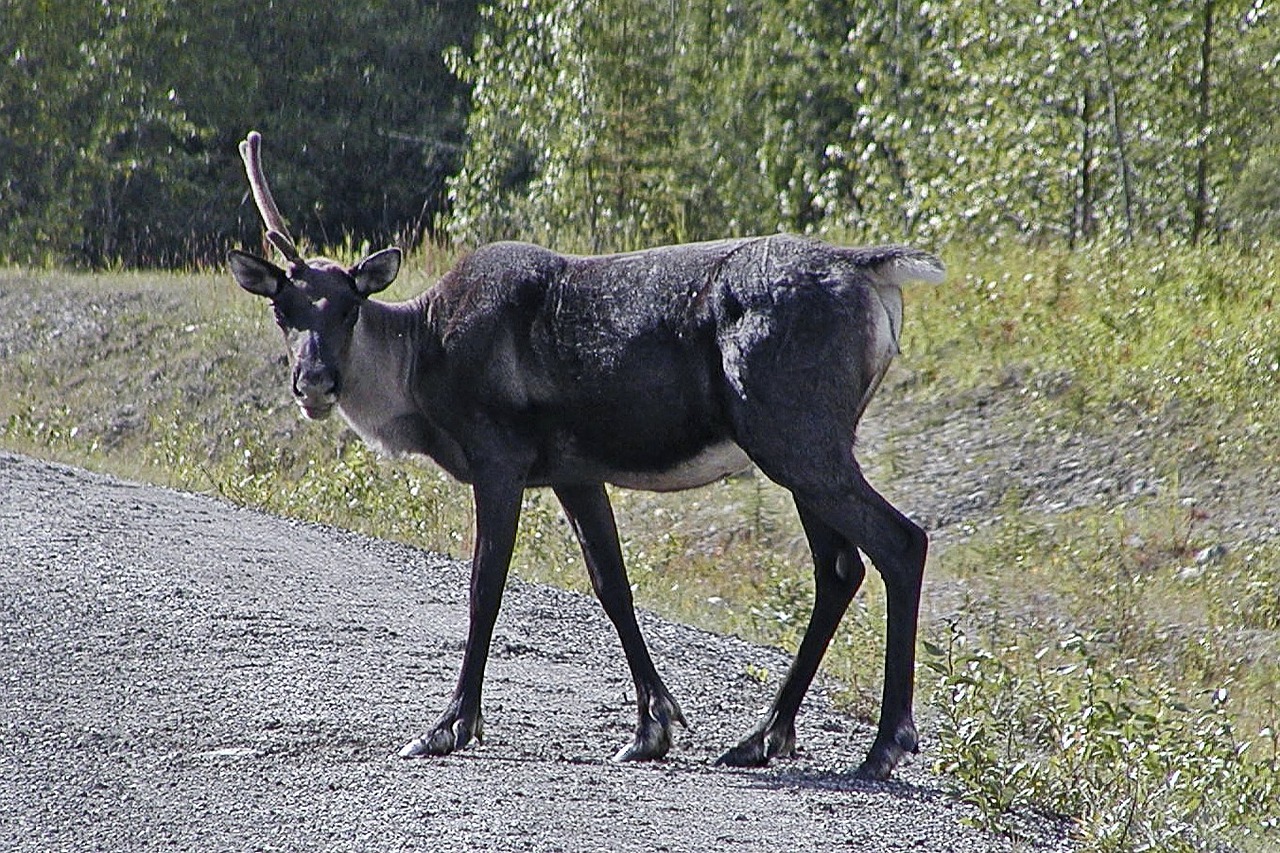 caribou,antler,wild,wildlife,animal,cervidae,canadien rockies,nature,wilderness,deer,free pictures, free photos, free images, royalty free, free illustrations, public domain