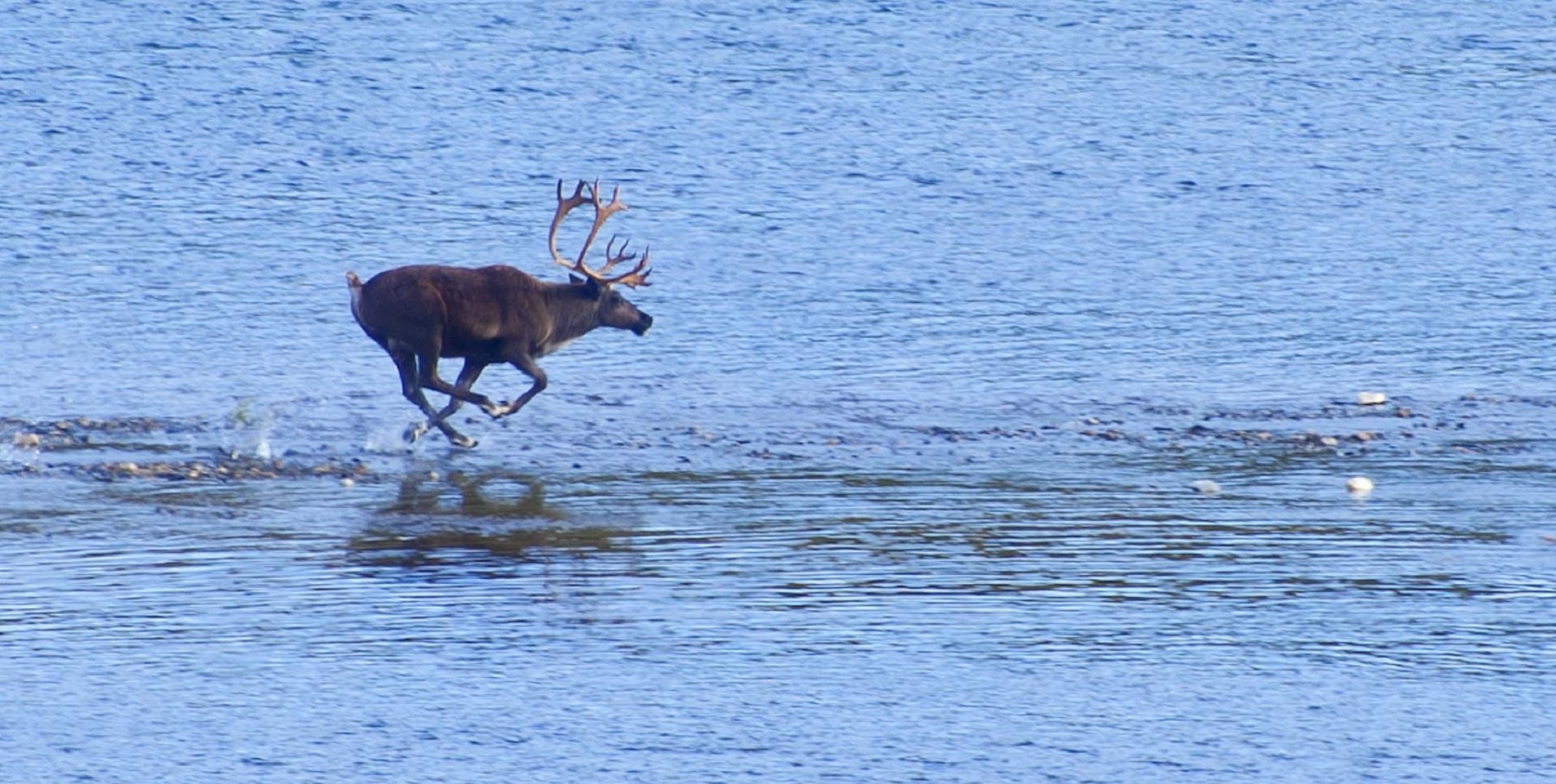 caribou running wildlife free photo