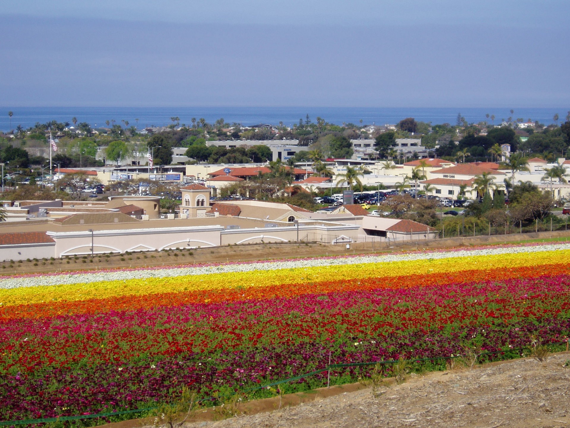 huge flower field carlsbad california free photo