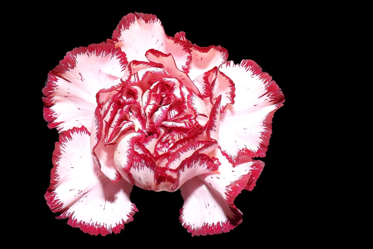 carnation flower blossom free photo