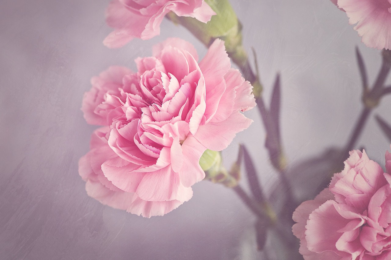 carnation blossom bloom free photo