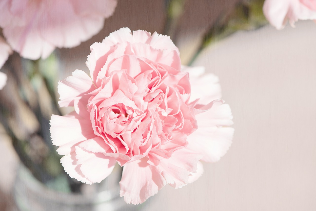 carnation flower blossom free photo