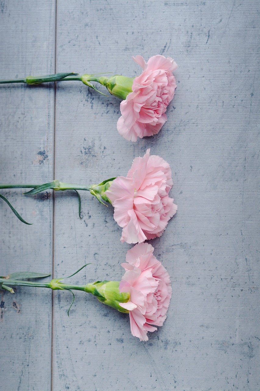 carnation flower pink free photo