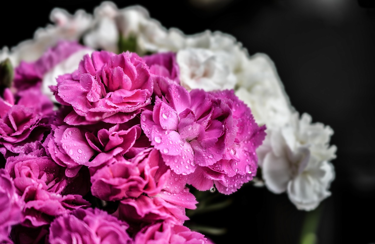 carnation flowers purple free photo