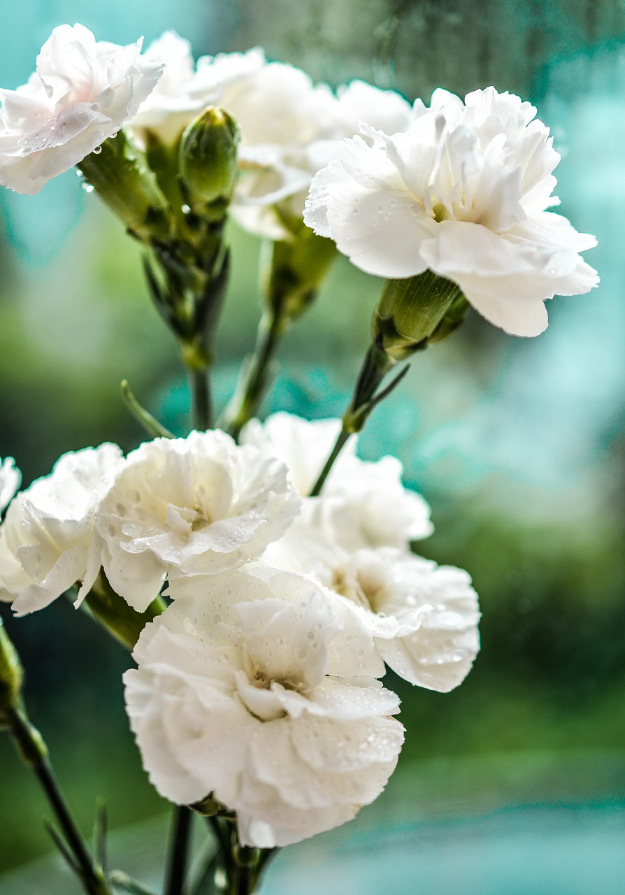 carnation white flowers free photo