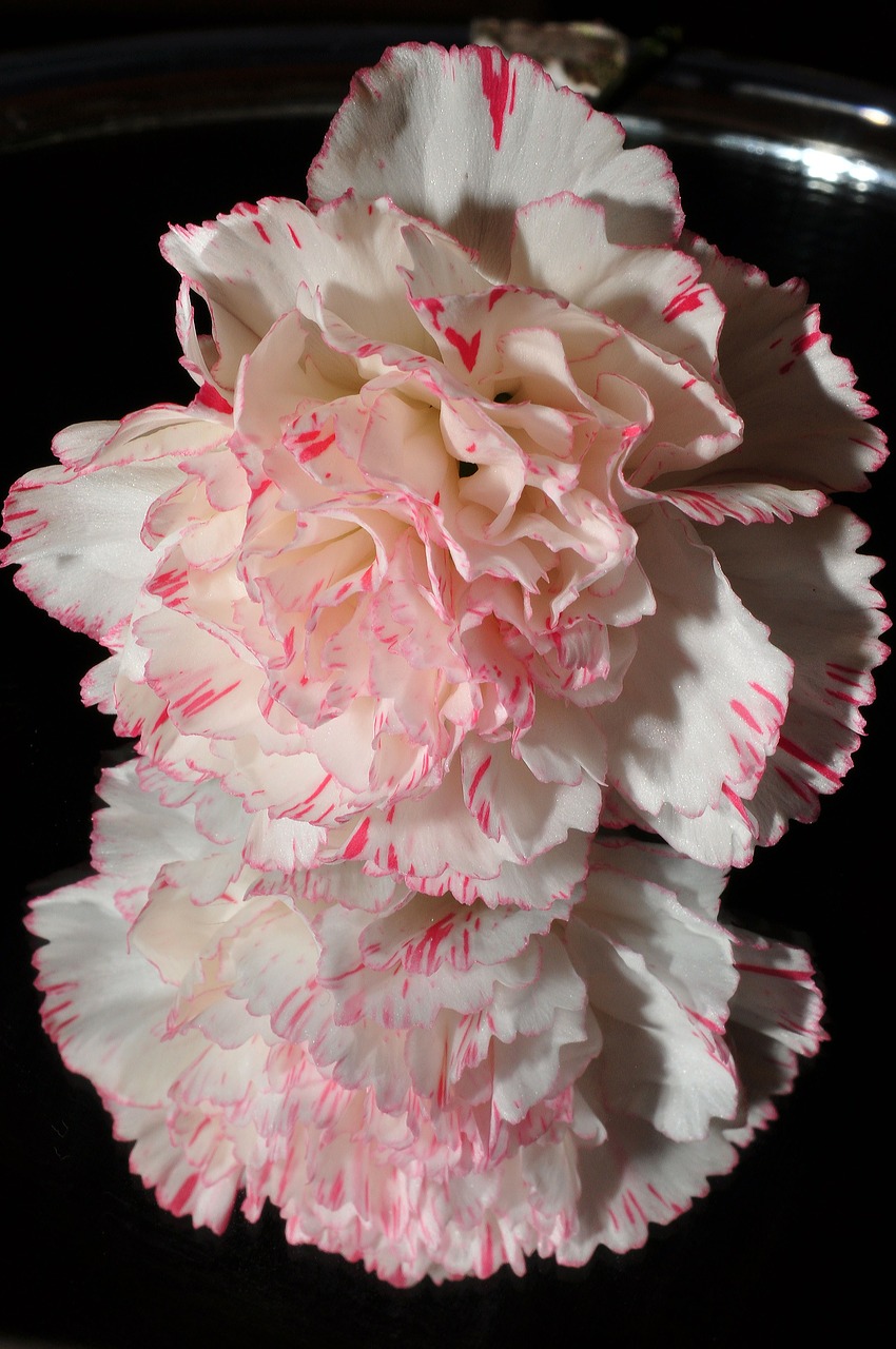 carnation pink white free photo