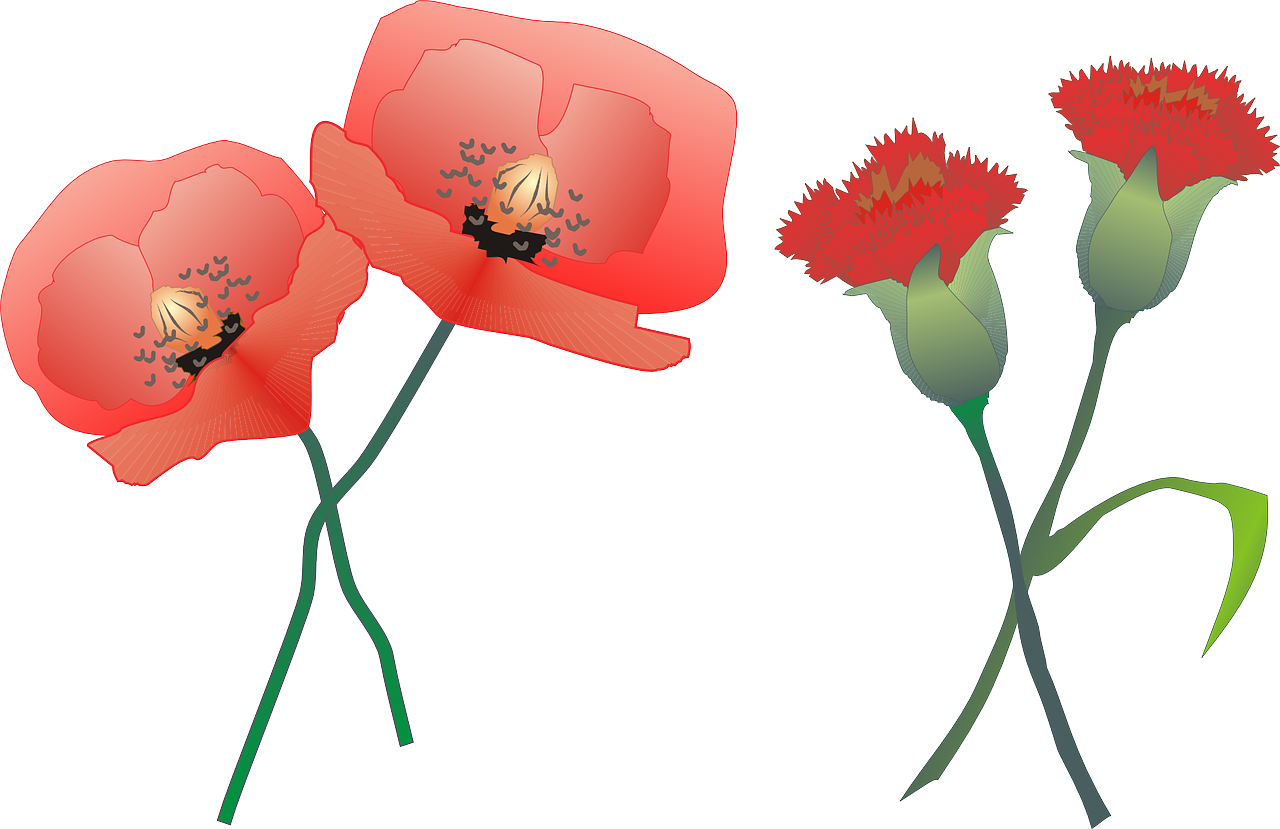 carnation poppy flower free photo