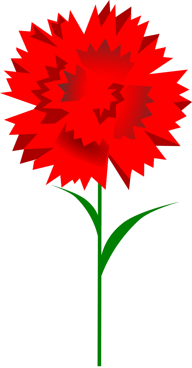 carnation flower red free photo