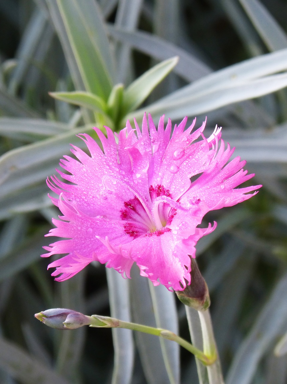 carnation clavellina flower free photo