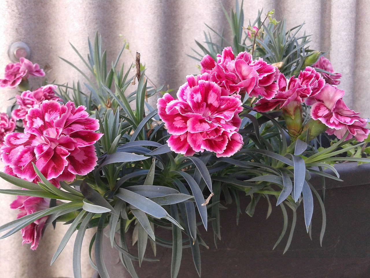 carnation flower spring free photo