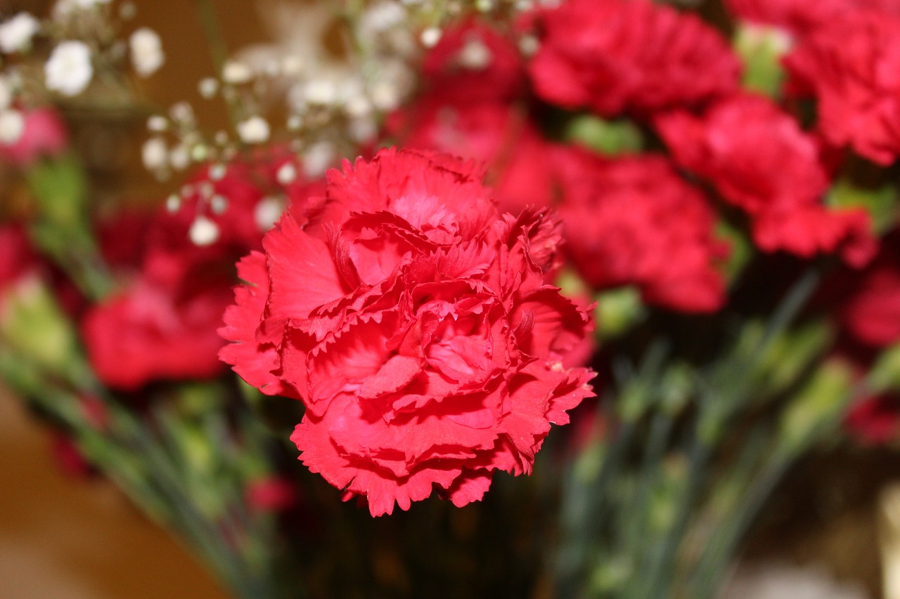 carnation flower carnations free photo