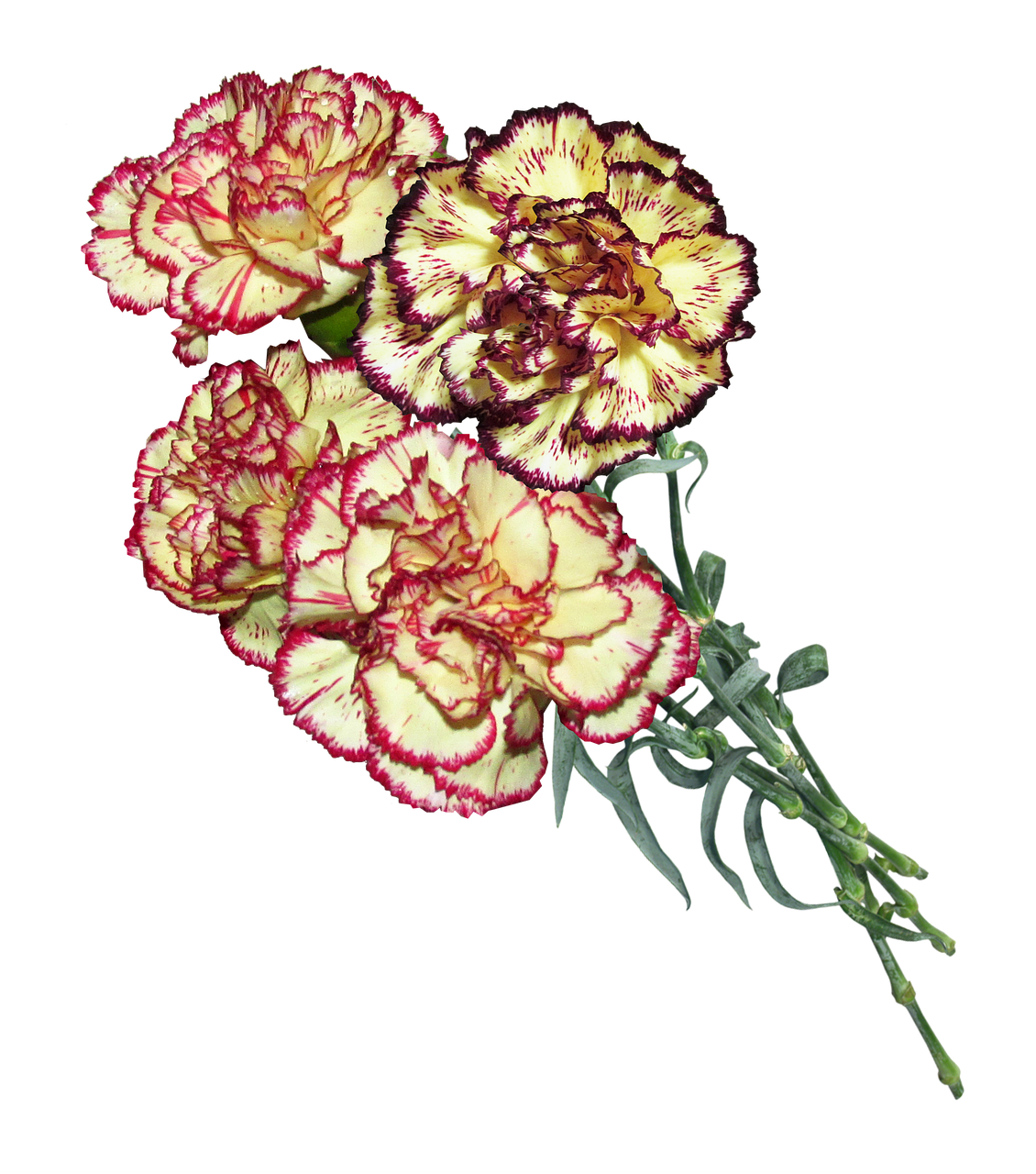 carnation flowers cut free photo