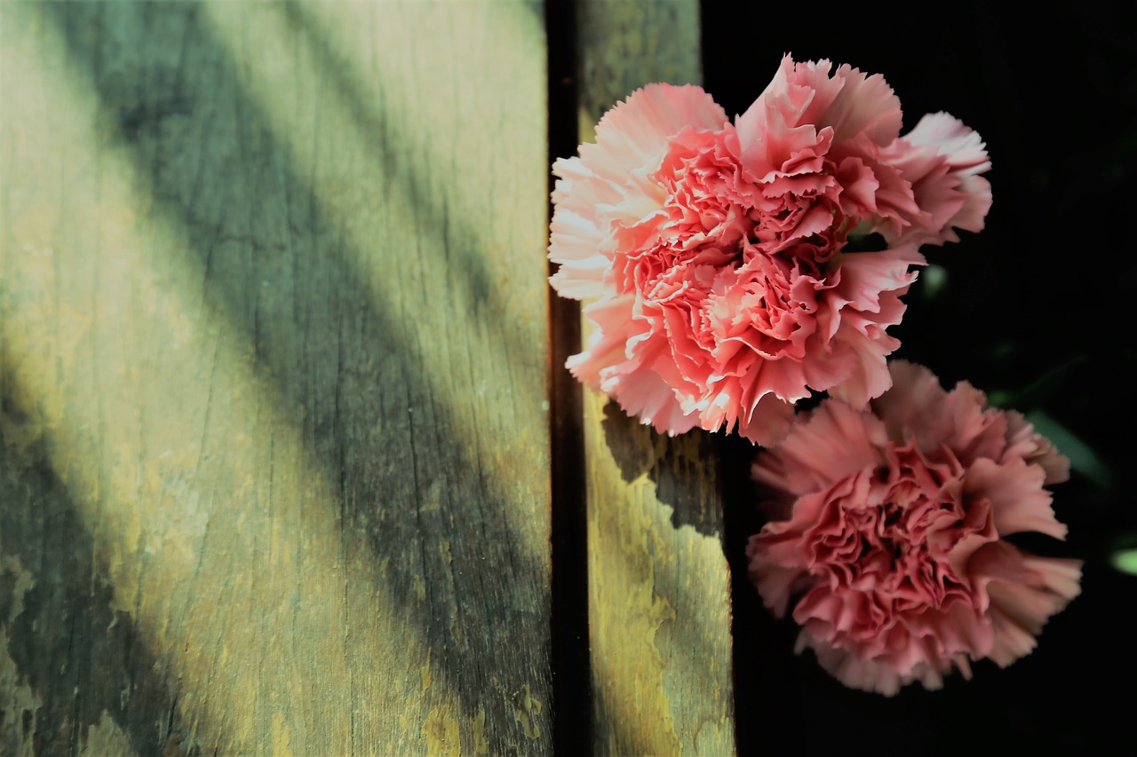 carnation phăng hoa cẩm chướng free photo