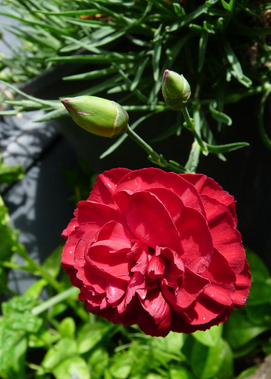 carnation red flower free photo