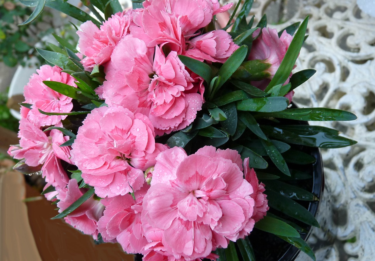 carnation pink pot plant free photo