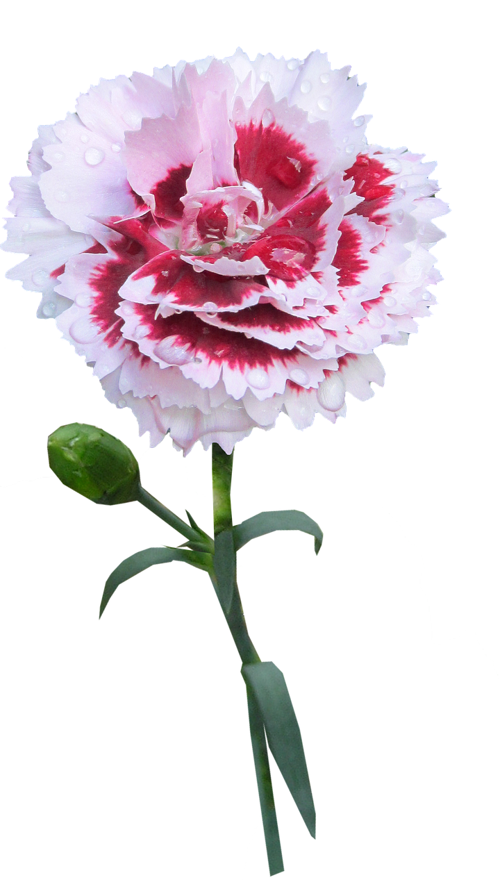 carnation stem flower free photo