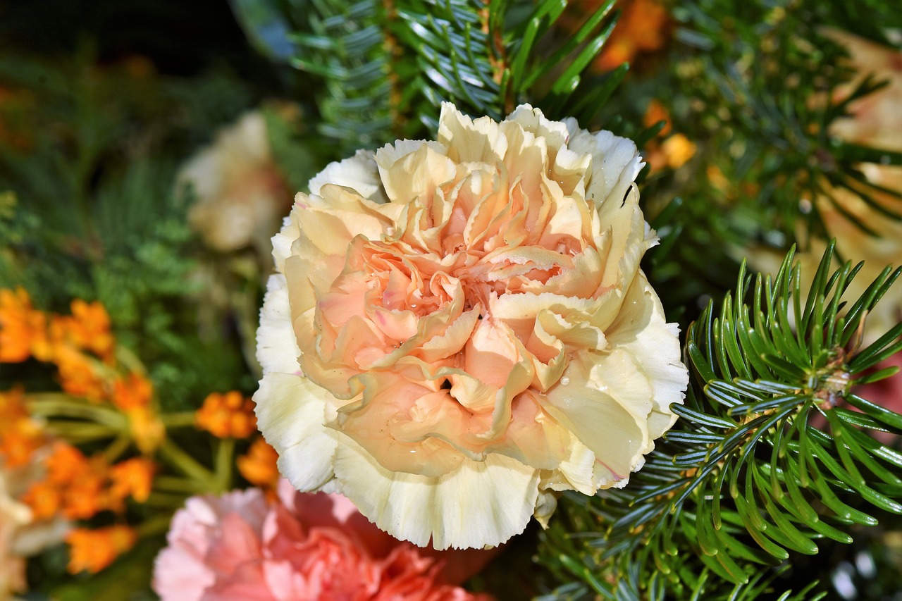 carnation carnations arrangement petals free photo